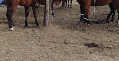 La Dolfina Polo Ranch - Barrio Cerrado